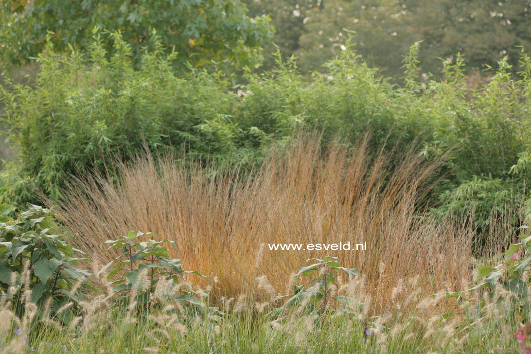 Molinia caerulea 'Heidebraut'