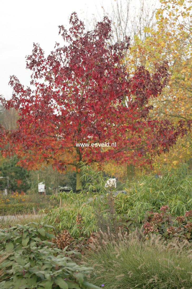 Liquidambar styraciflua 'Worplesdon'