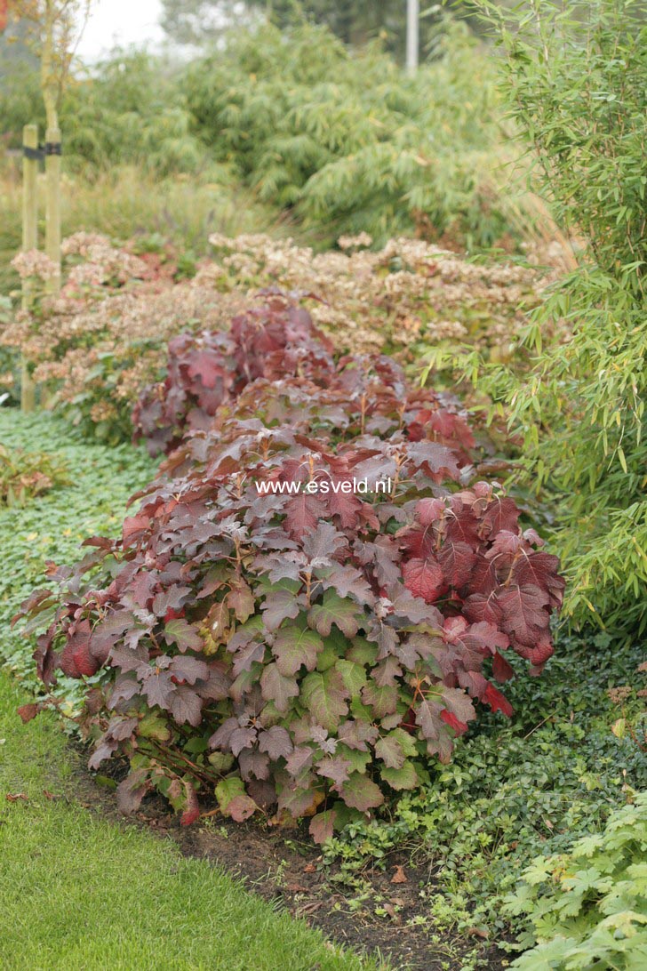 Hydrangea quercifolia 'Burgundy'