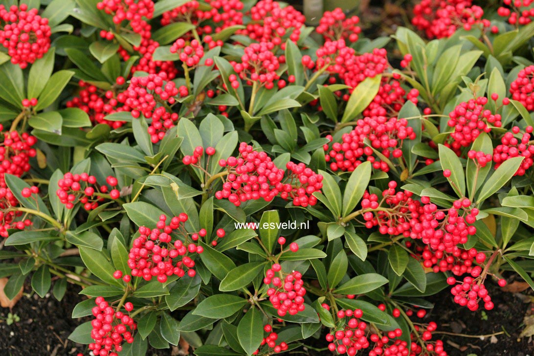 Skimmia japonica 'Pabella'