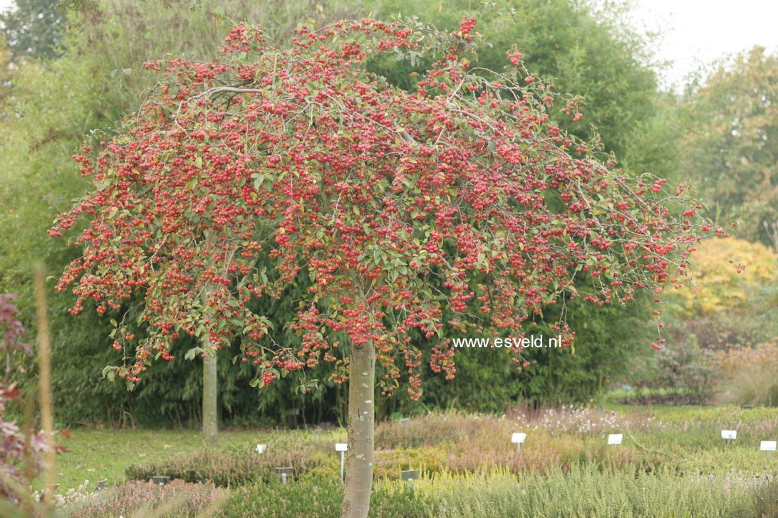 Malus 'Red Sentinel'