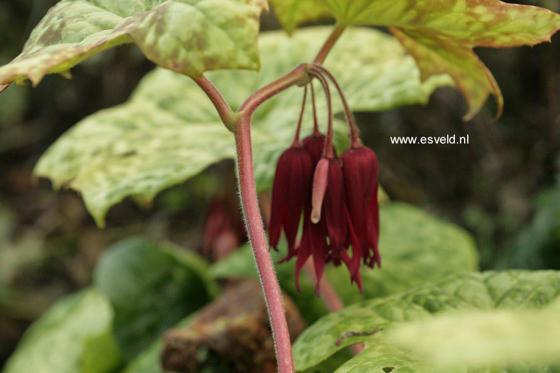 Podophyllum 'Spotty Dotty'