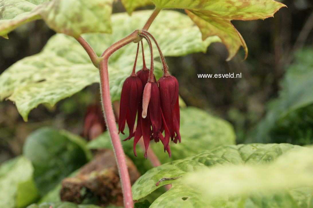 Podophyllum 'Spotty Dotty'