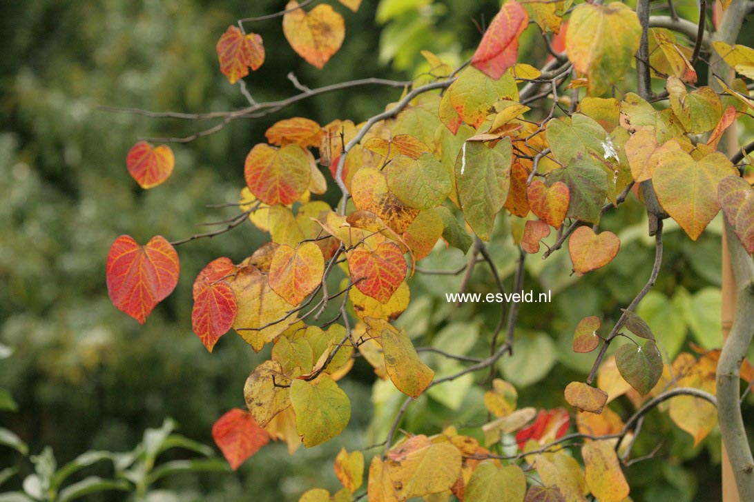 Cercis canadensis 'Ruby Falls'