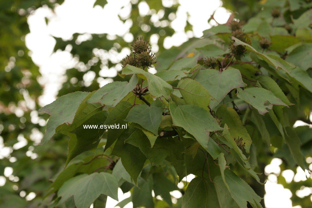 Liquidambar formosana monticola