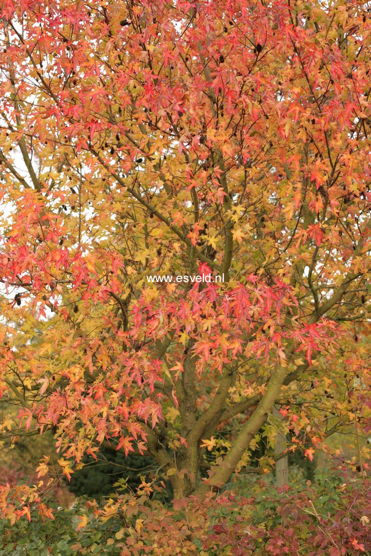 Liquidambar styraciflua 'Stared'