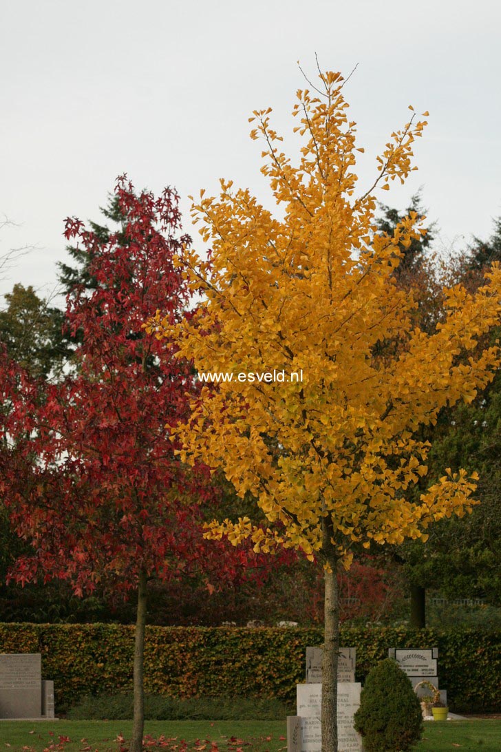 Ginkgo biloba