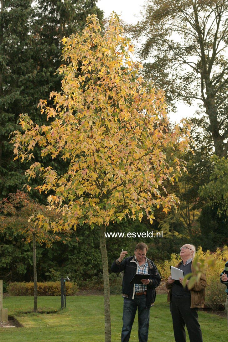 Liquidambar styraciflua 'Aurea'