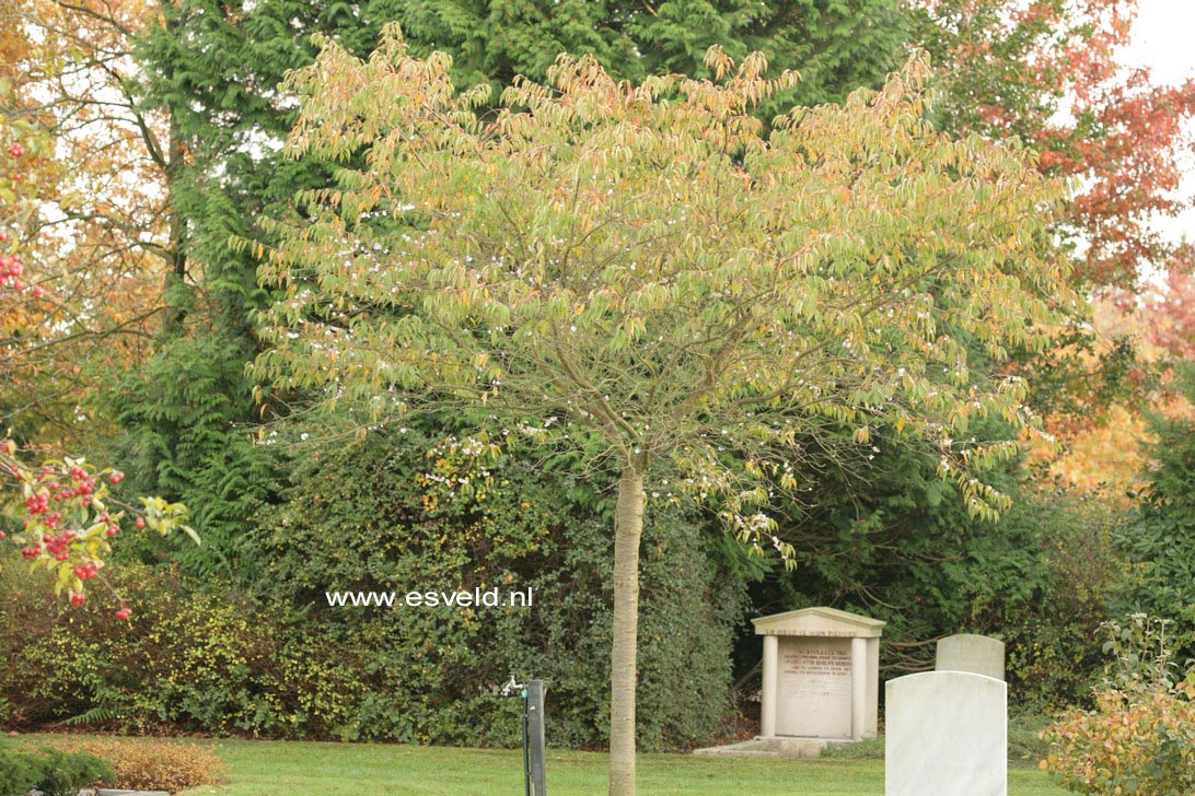 Prunus subhirtella 'Autumnalis Rosea'