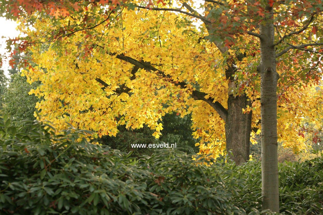 Liriodendron tulipifera