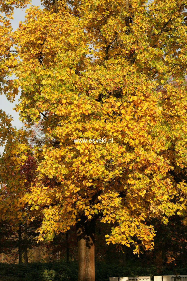 Liriodendron tulipifera