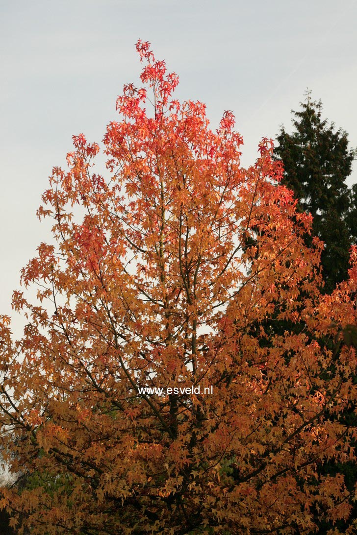 Liquidambar styraciflua 'Parasol'