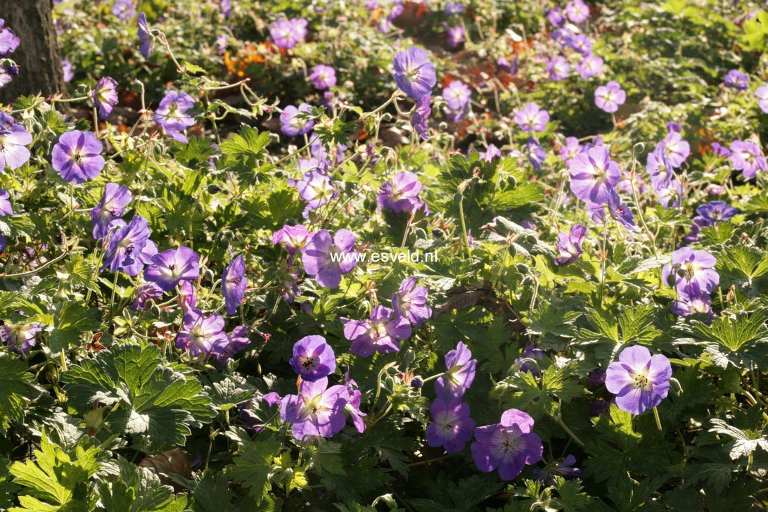 Geranium 'Rozanne'