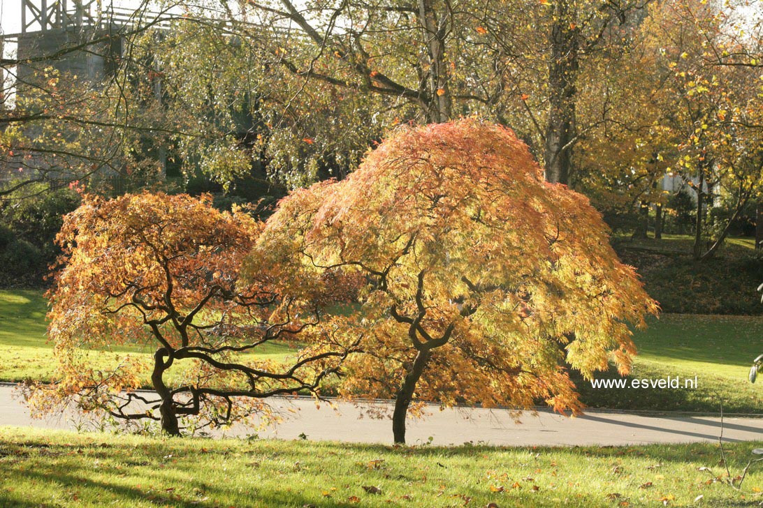 Acer palmatum 'Dissectum'