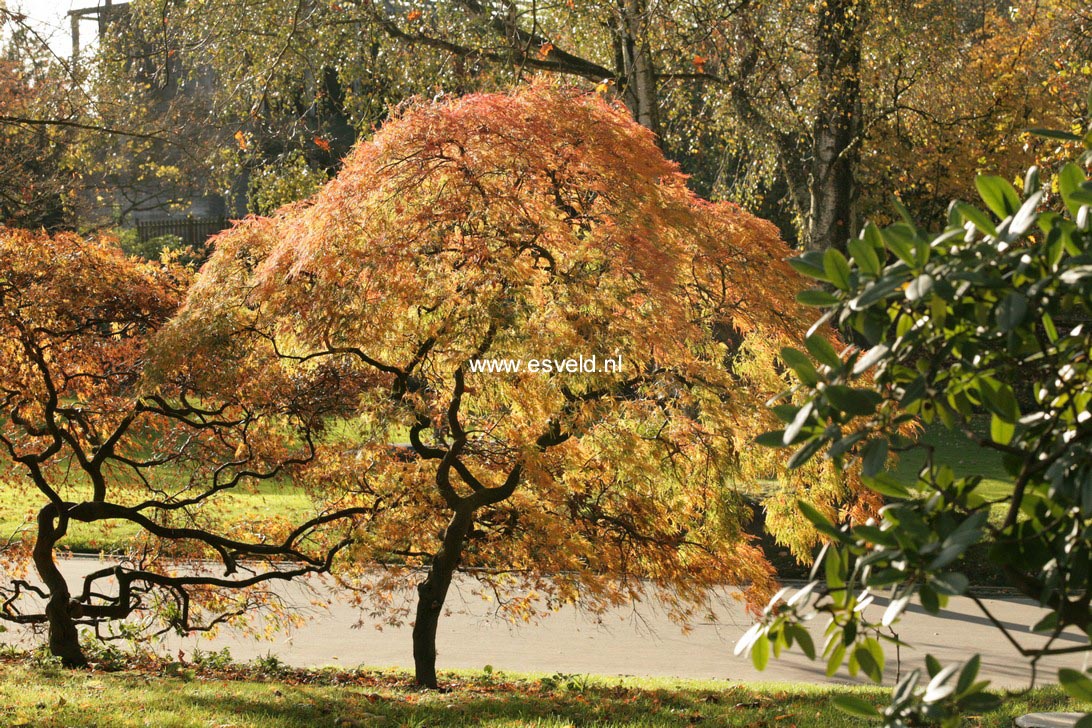 Acer palmatum 'Dissectum'