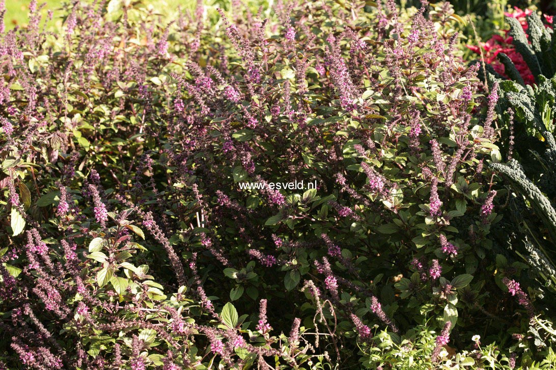 Ocimum basilicum 'Magic Blue'