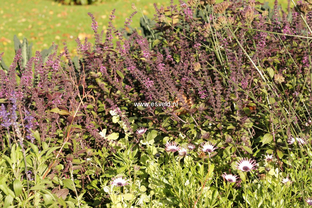 Ocimum basilicum 'Magic Blue'