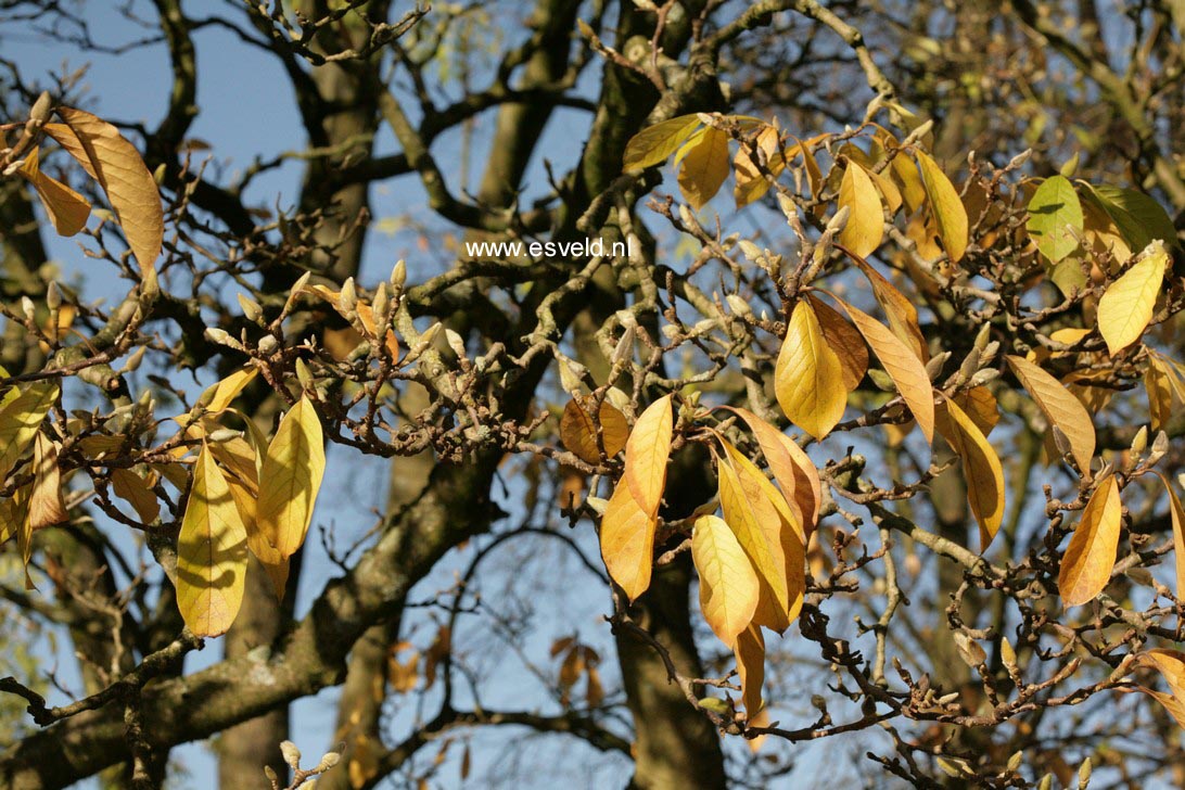 Magnolia soulangeana