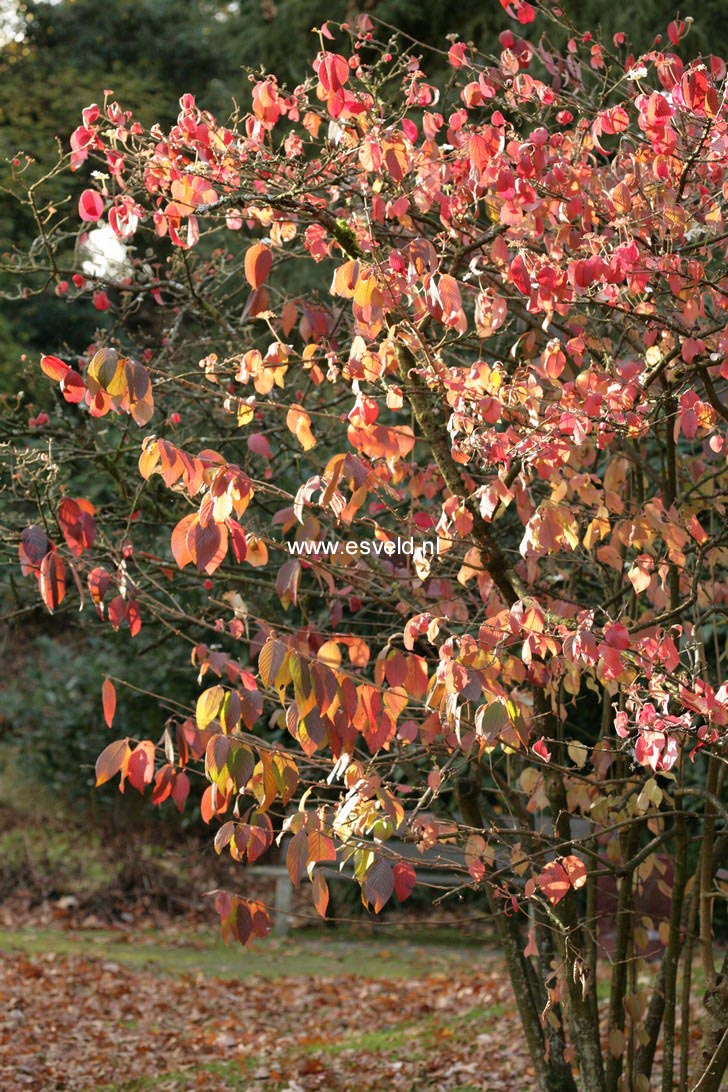 Viburnum plicatum