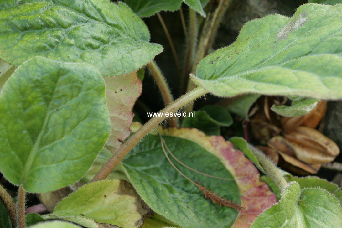 Bergenia ciliata