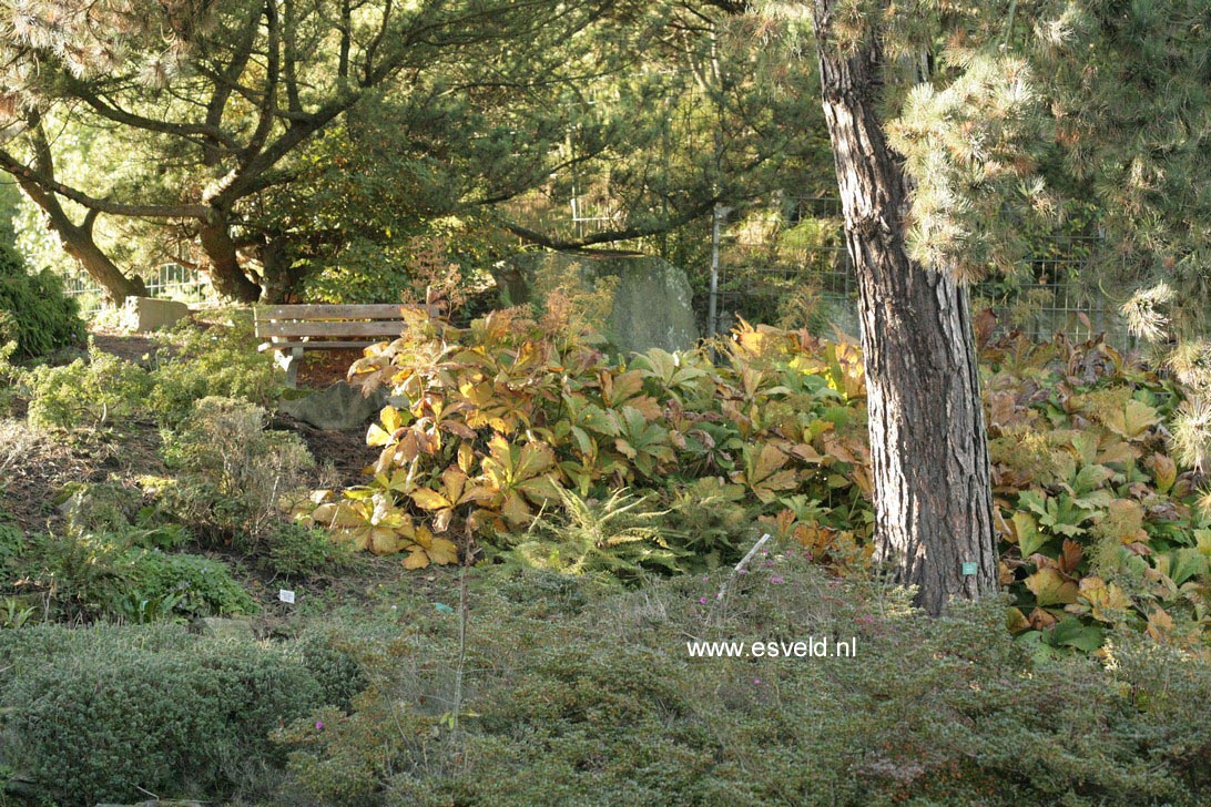 Rodgersia pinnata