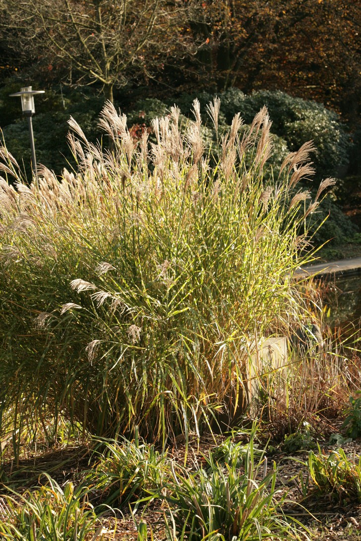 Miscanthus sinensis 'Zebrinus'