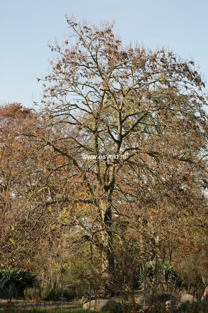 Paulownia tomentosa