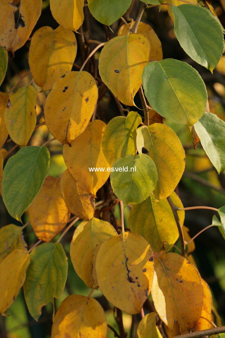 Actinidia polygama