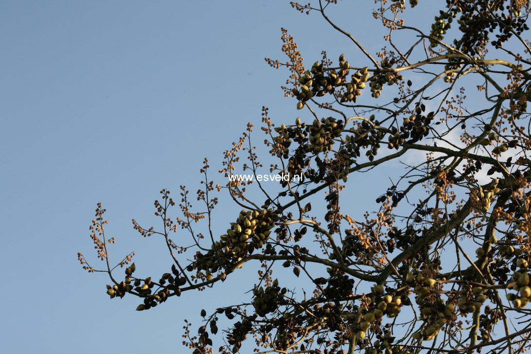 Paulownia tomentosa