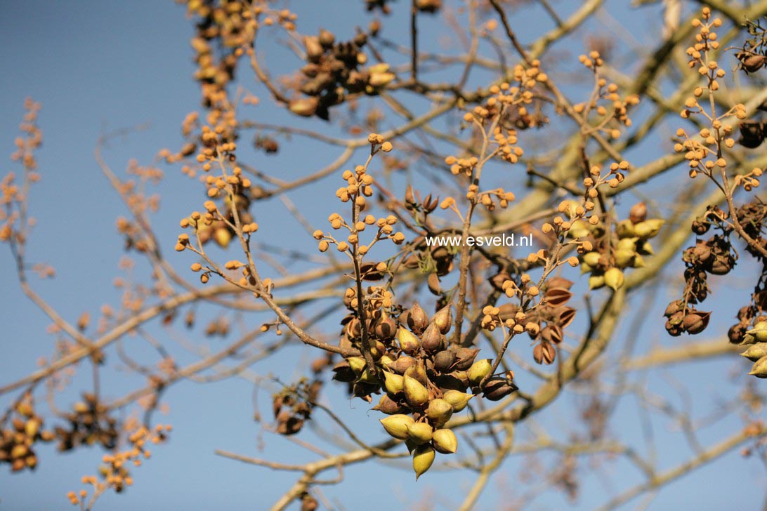 Paulownia tomentosa