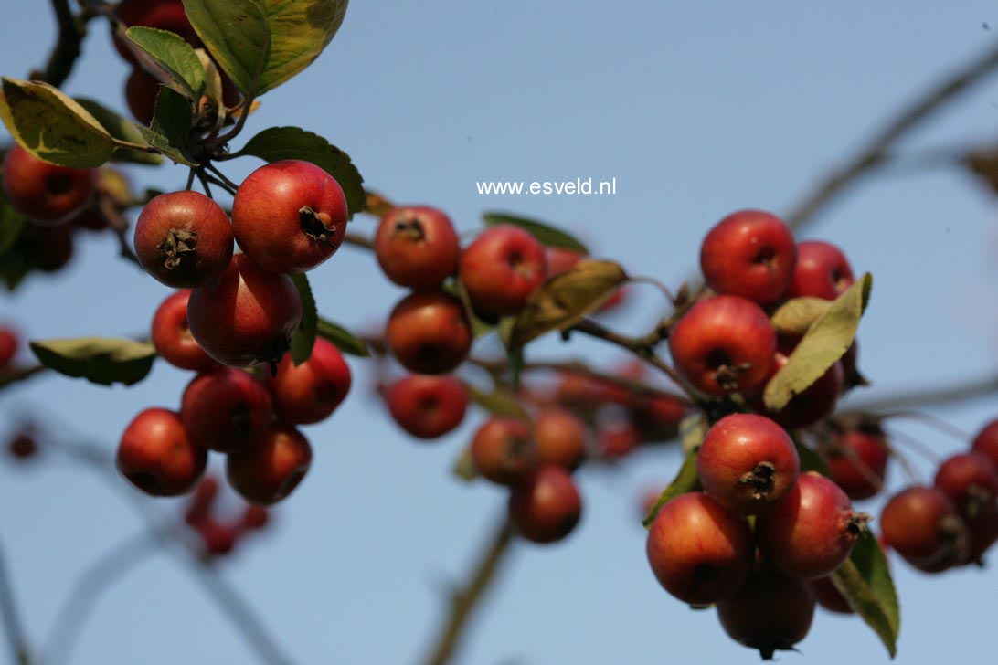 Malus 'Van Eseltine'