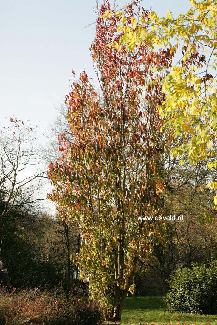 Prunus serrulata 'Amanogawa'