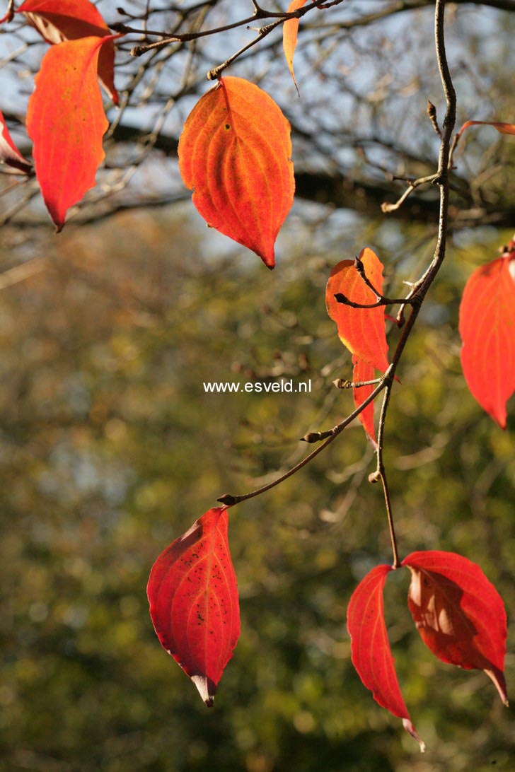 Cornus kousa