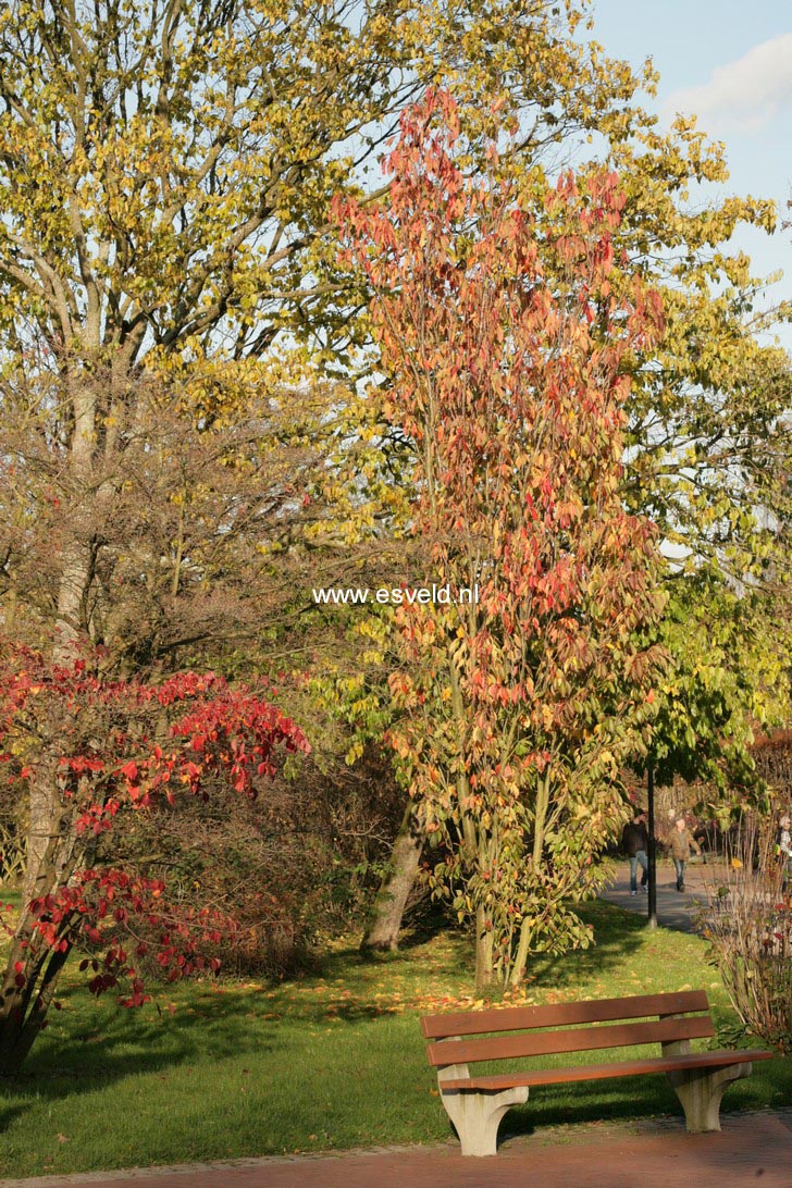 Prunus serrulata 'Amanogawa'