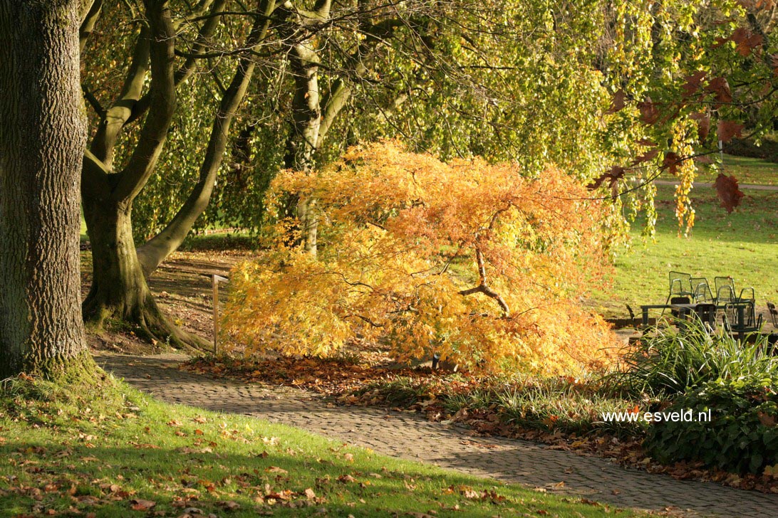 Acer palmatum 'Dissectum'