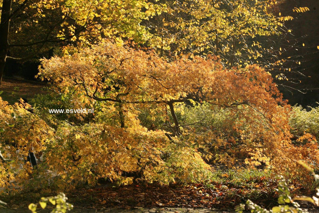 Acer palmatum 'Dissectum'