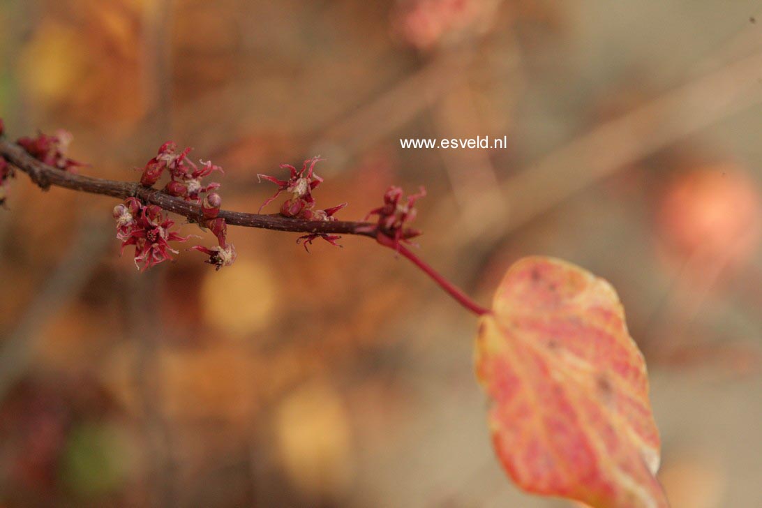 Disanthus cercidifolius 'Ena nishiki'
