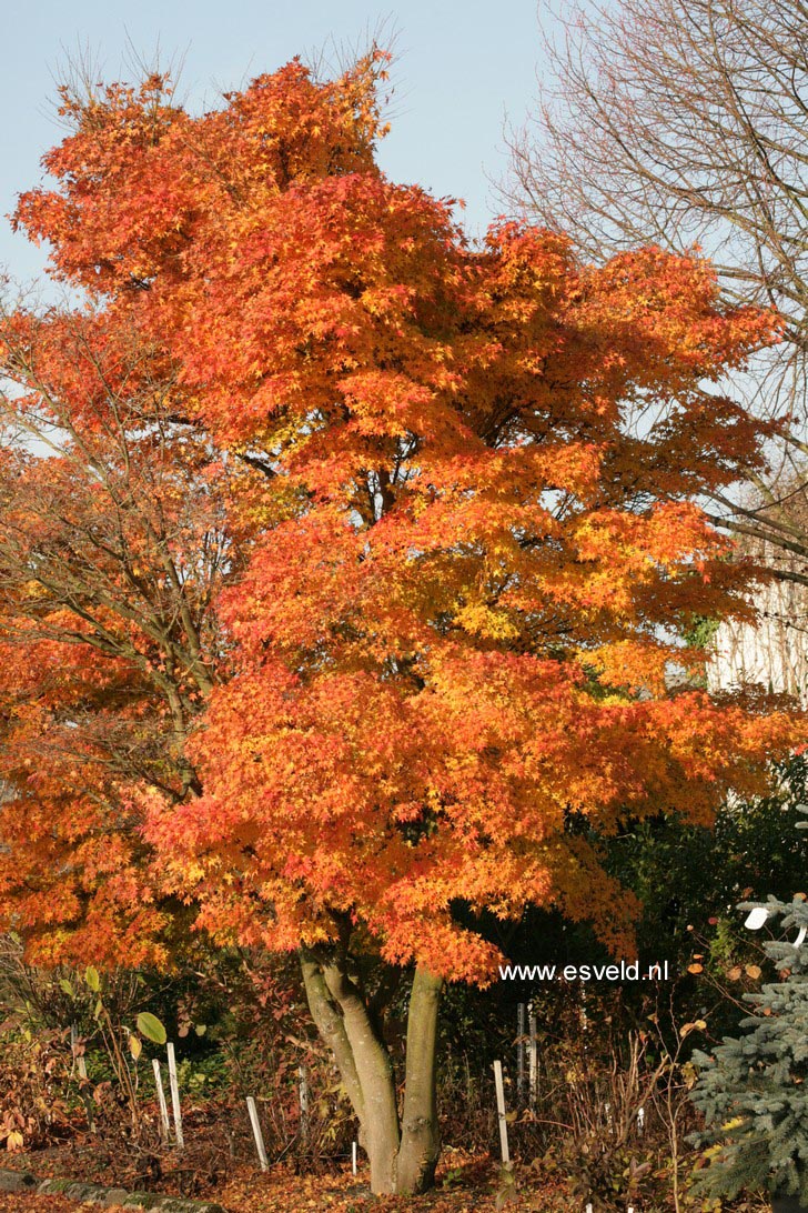 Acer palmatum 'Rising Sun'