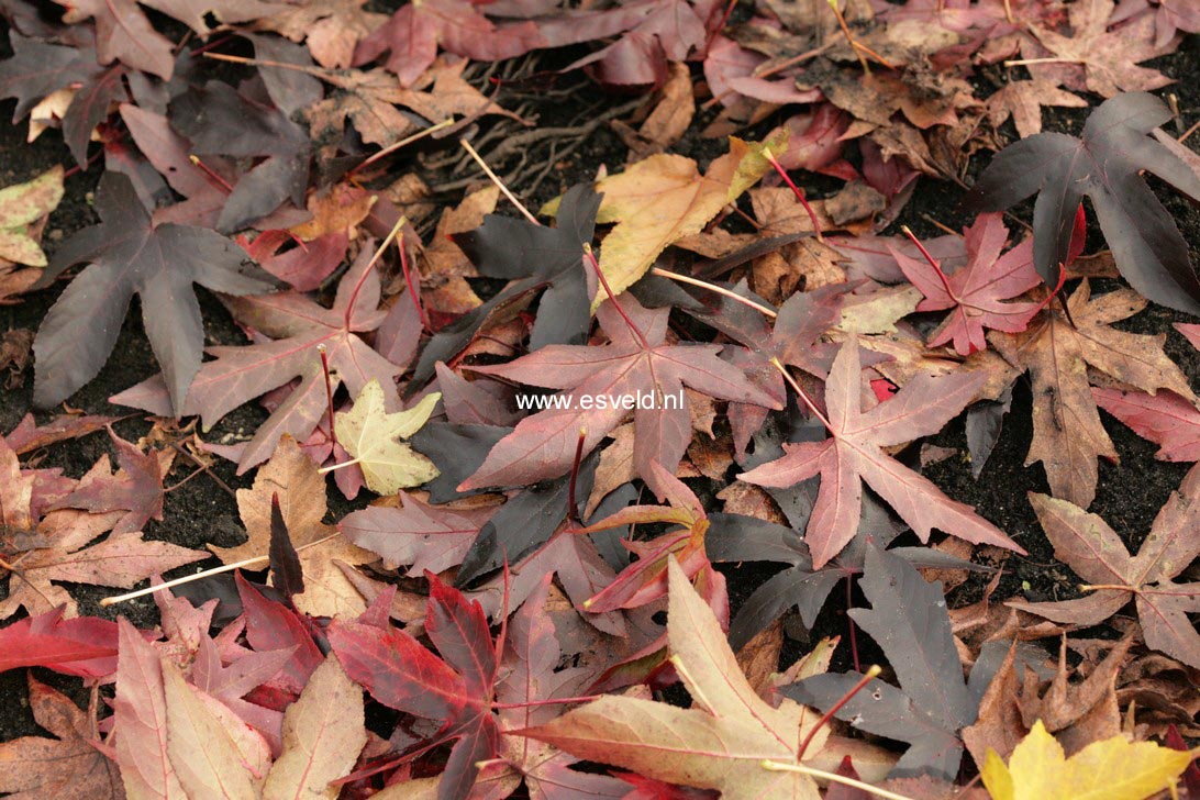 Liquidambar styraciflua 'Oktoberglut'