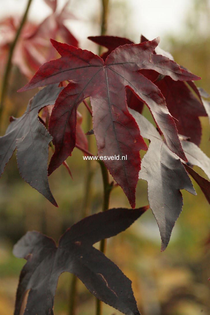Liquidambar styraciflua 'Oktoberglut'