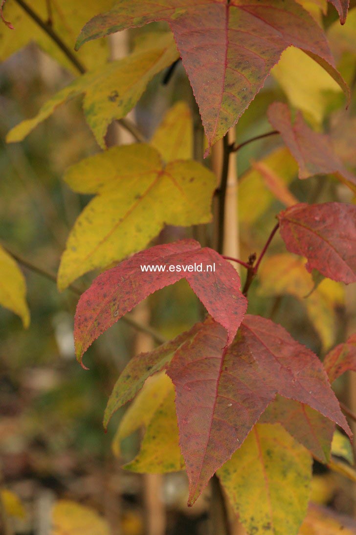 Liquidambar formosana monticola