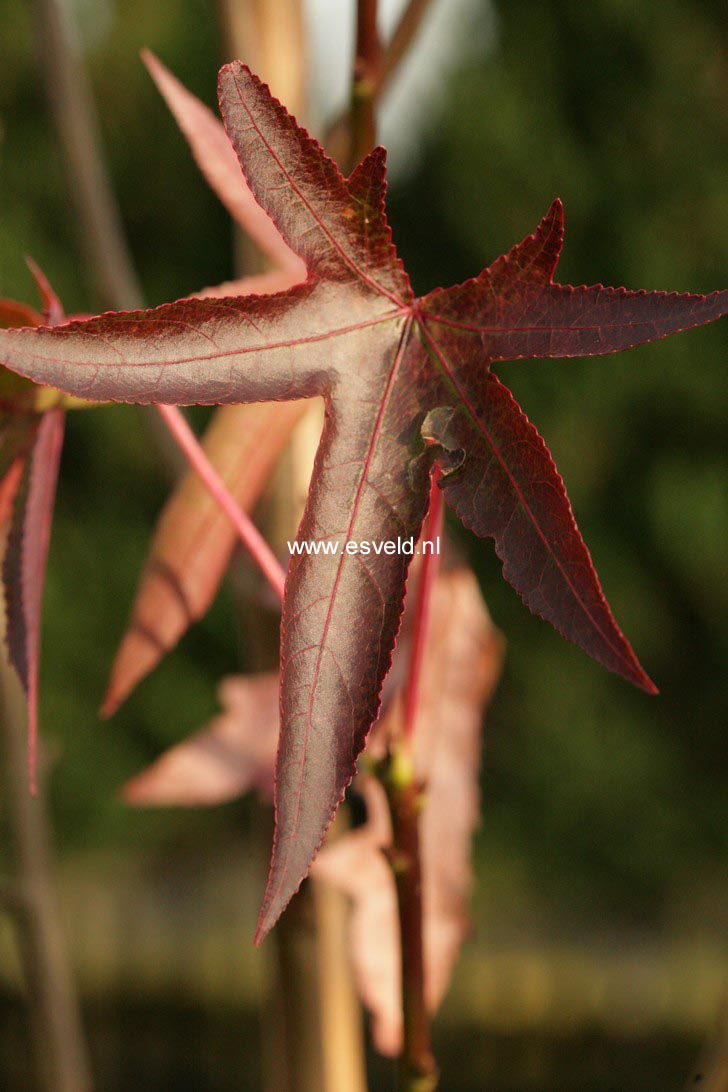 Liquidambar styraciflua 'Stared'