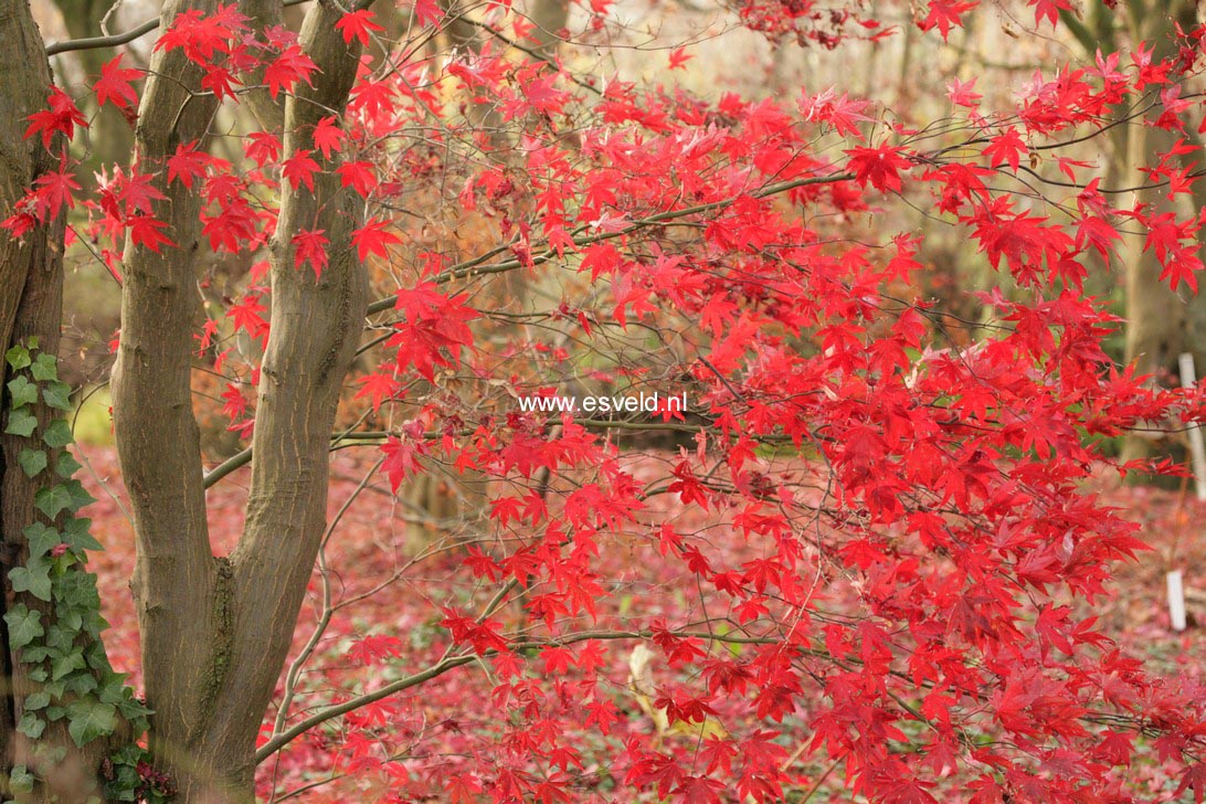 Acer palmatum 'Bloodgood'