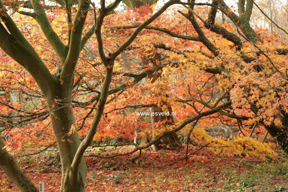 Acer palmatum 'Nishiki gawa'