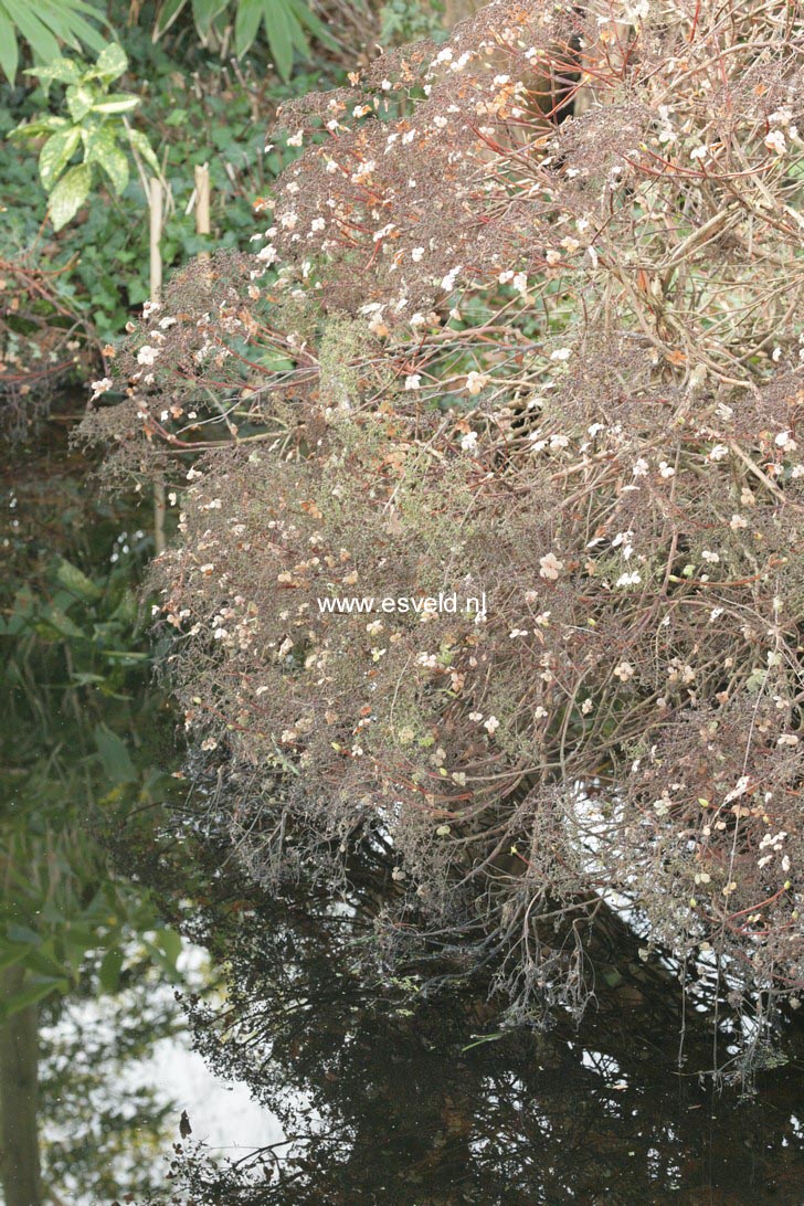 Hydrangea anomala petiolaris