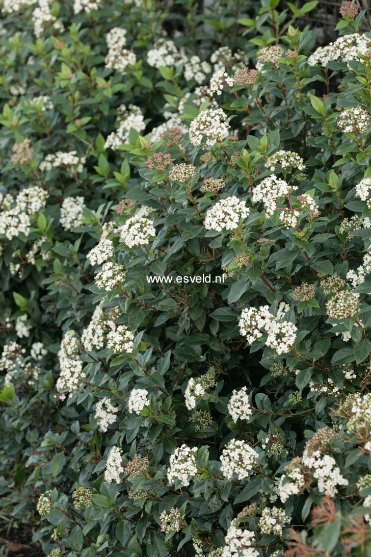 Viburnum tinus