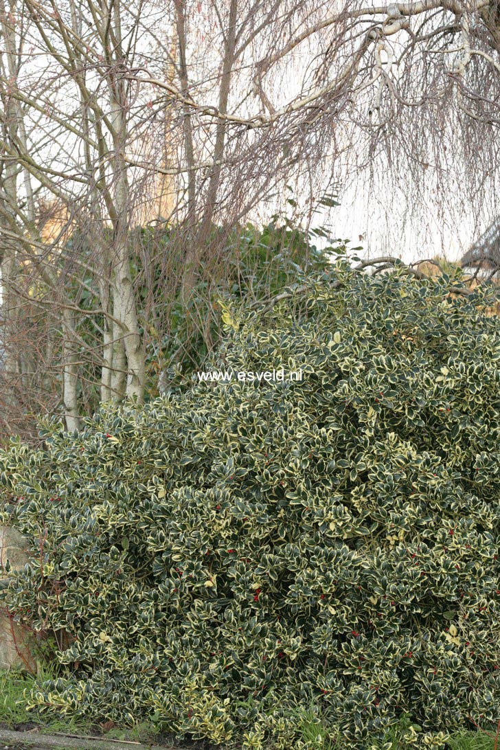 Ilex aquifolium 'Silver van Tol'