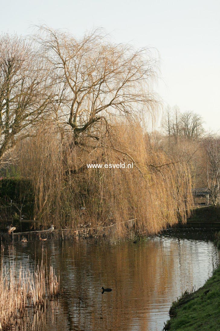 Salix sepulcralis 'Chrysocoma'