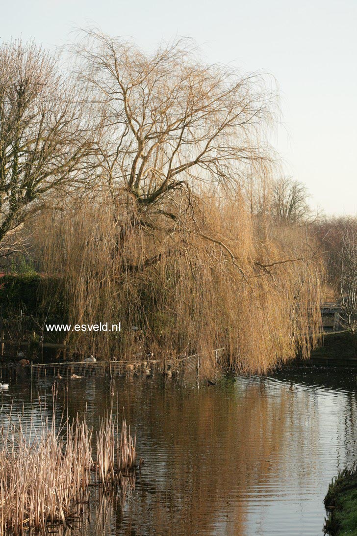 Salix sepulcralis 'Chrysocoma'