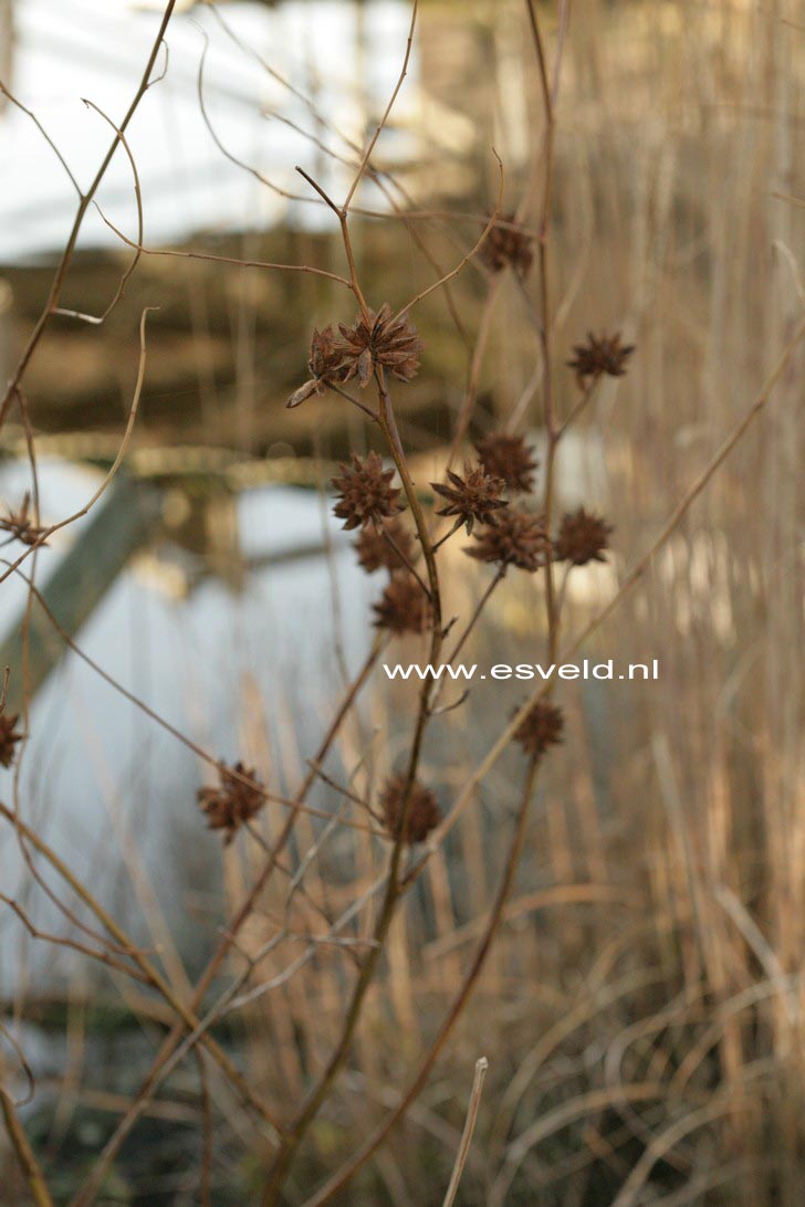 Glycyrrhiza yunnanensis